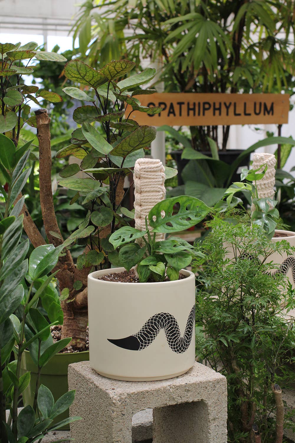 Macrame Climbing Plant Pole