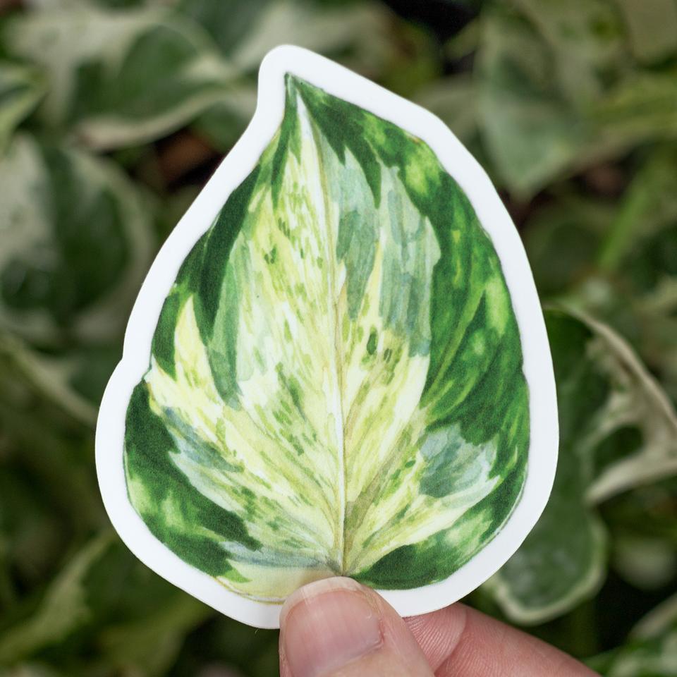 Manjula Pothos Sticker