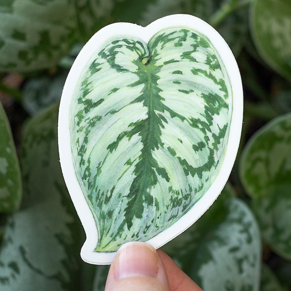 Satin Pothos Sticker
