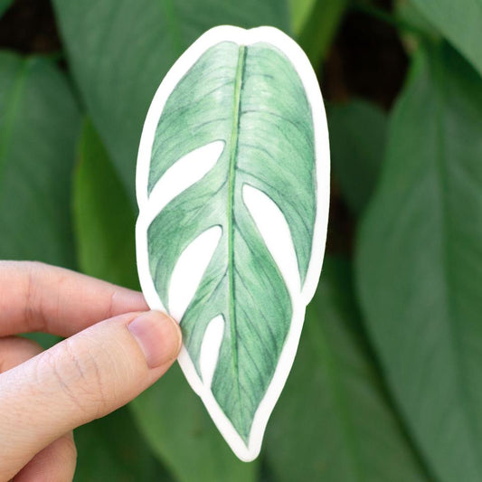 Epipremnum Sticker