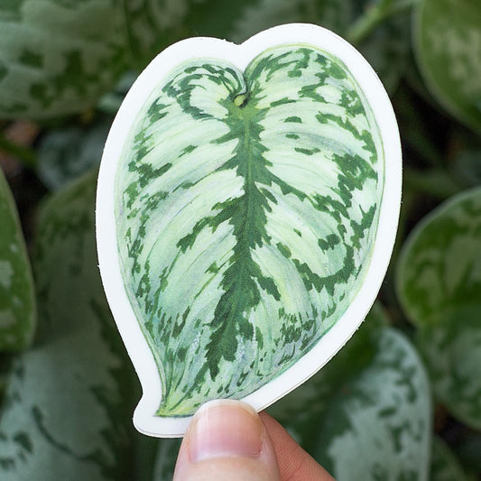 Satin Pothos Sticker